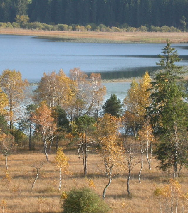 Paysage de tourbière dans les montagnes du Jura