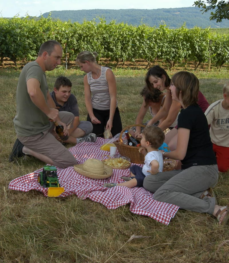 Pique-nique en famille au milieu des vignes, près d'Arbois
