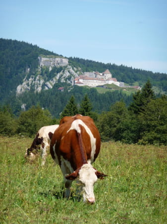 Vaches montbéliardes et derrière le Château de Joux