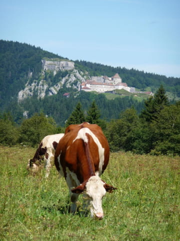 Vaches montbéliardes et derrière le Château de Joux