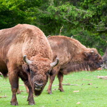 Bisons européens au Parc Polaire