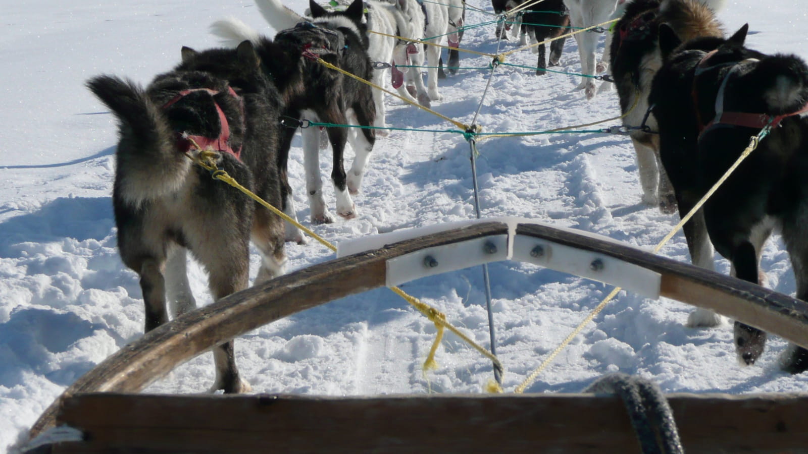 Balade en chiens de traîneaux à Métabief