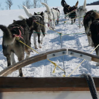Balade en chiens de traîneaux à Métabief