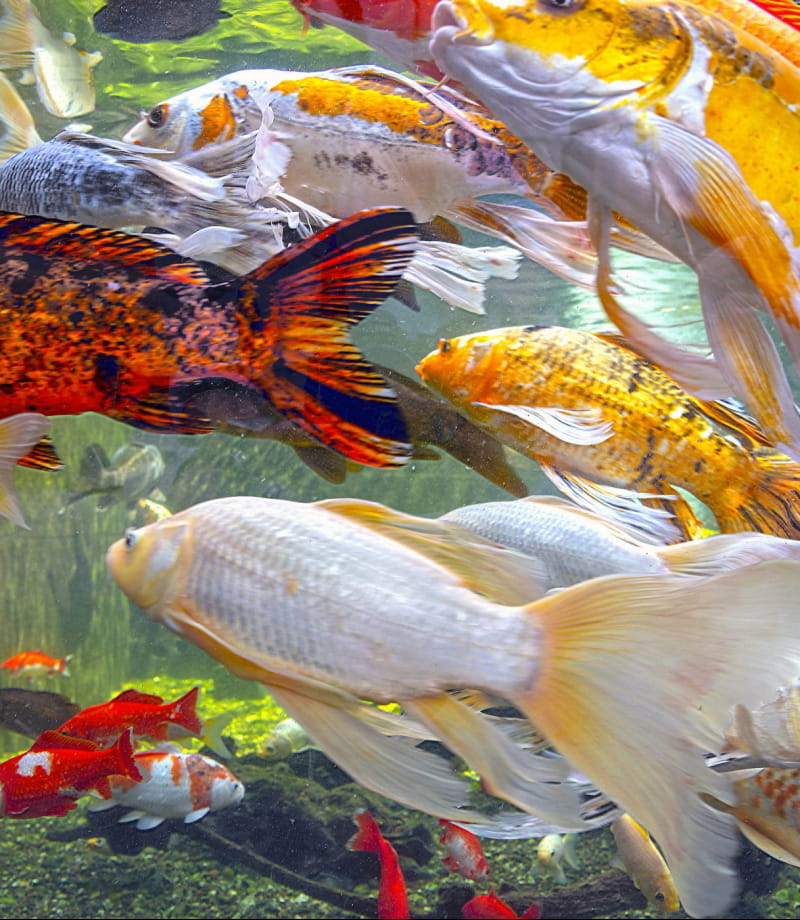 Carpes Koi de l'aquarium