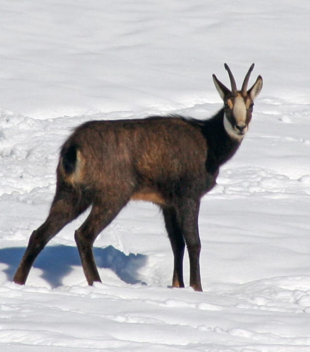 Chamois dans la neige