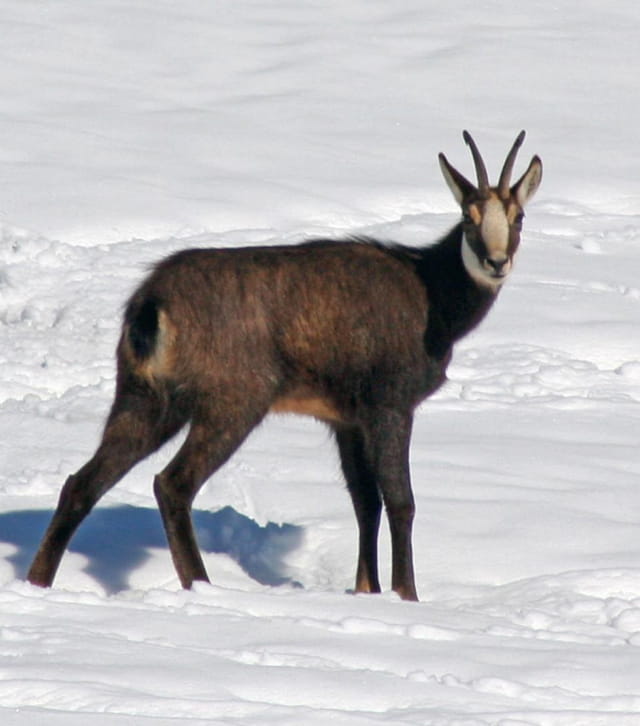 Chamois dans la neige