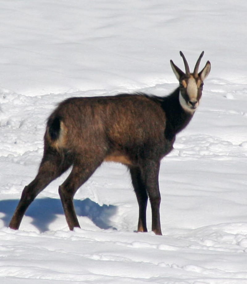 Chamois dans la neige