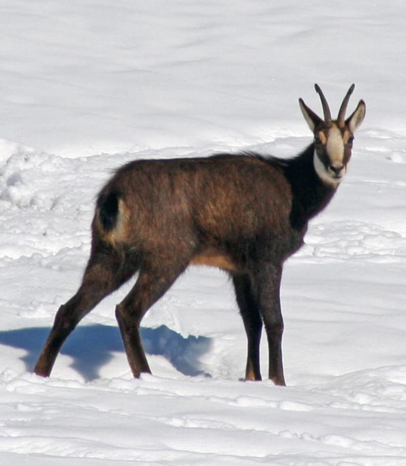 Chamois dans la neige