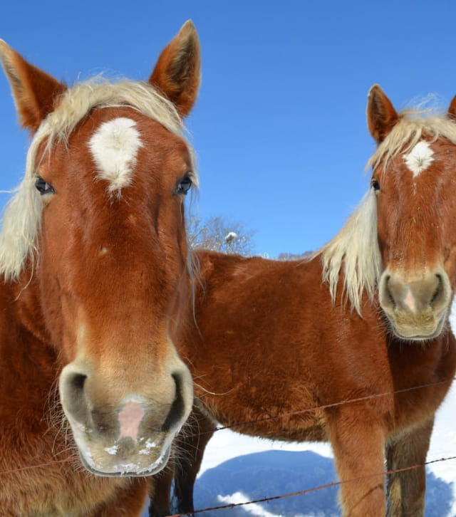 Cheval comtois en hiver