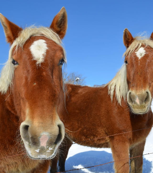 Cheval comtois en hiver