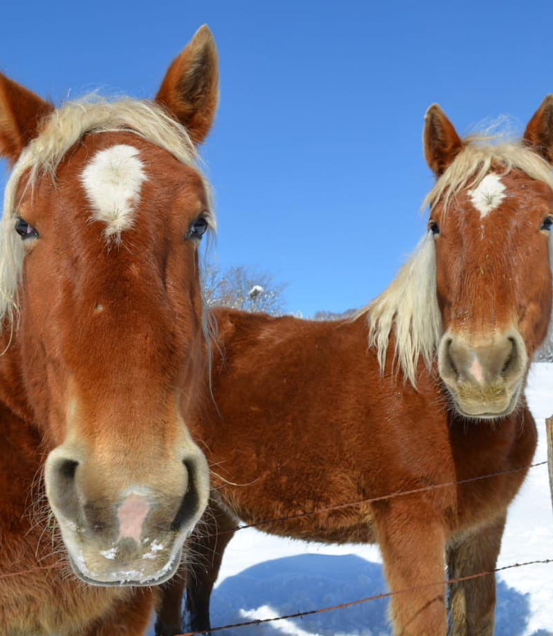 Cheval comtois en hiver
