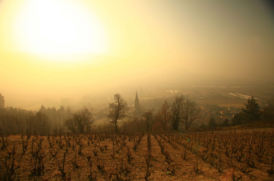 Vignoble du Bugey en hiver, Saint-Sorlin