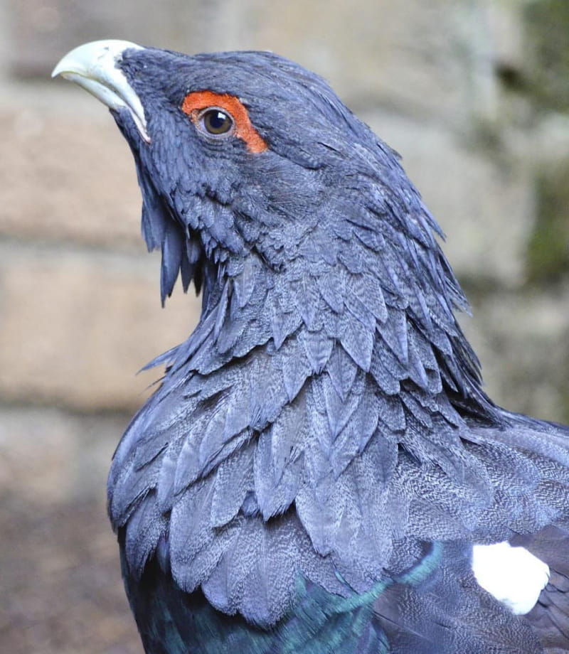 Photo du Grand Tétras