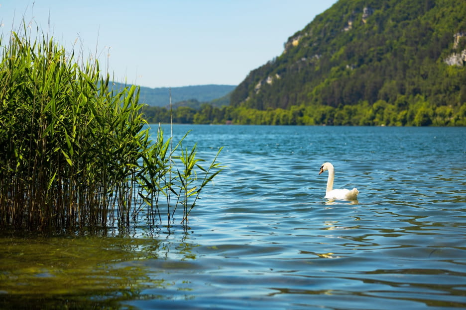 Cygne sur la lac de Nantua paisible et sauvage
