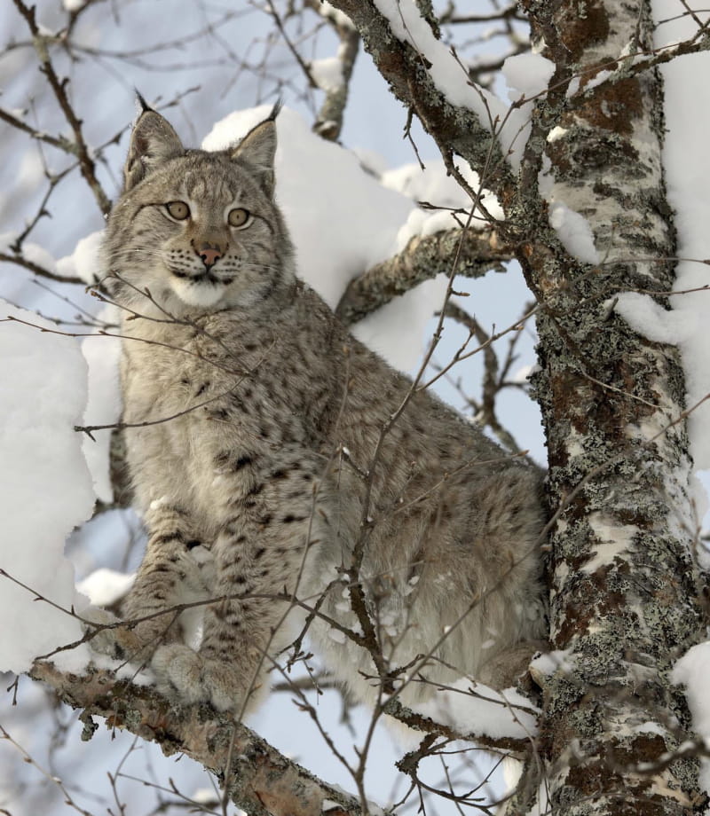 Lynx dans la neige