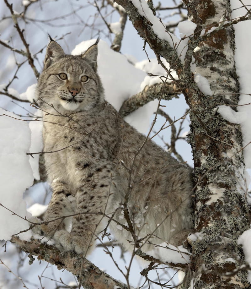 Lynx dans la neige