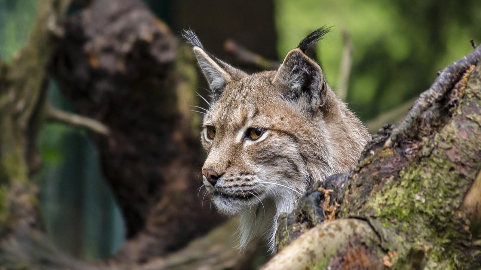 The lynx in the Jura Mountains