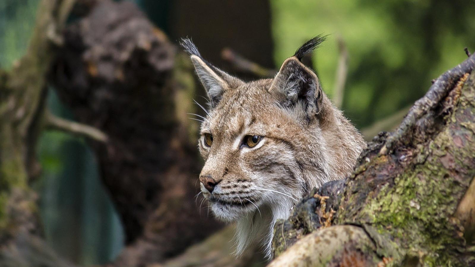 Le lynx dans les Montagnes du Jura