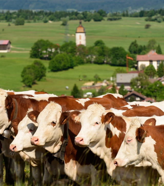 Vache montbéliarde