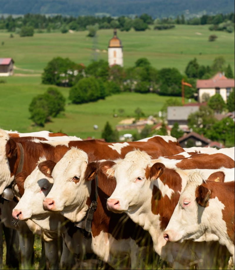 Vache montbéliarde