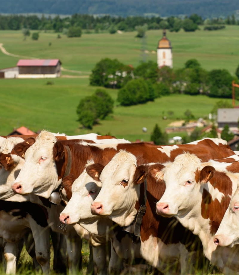 Vache montbéliarde