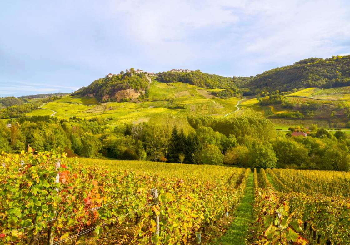 Vignobles aux pieds de Château Chalon