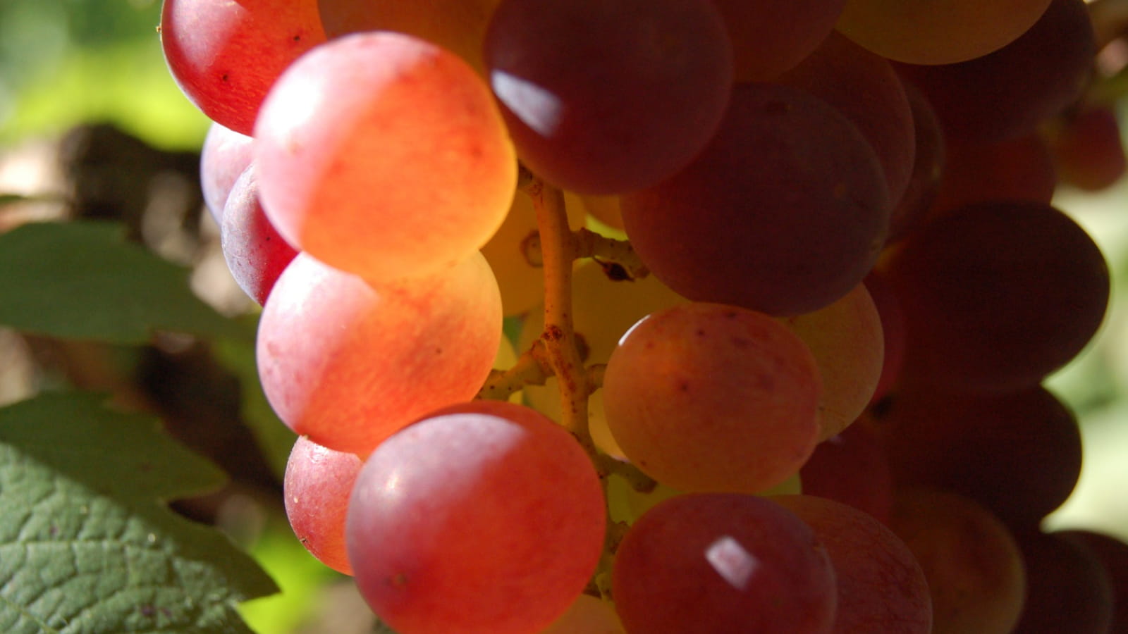 Grappe de raison pour le Cerdon