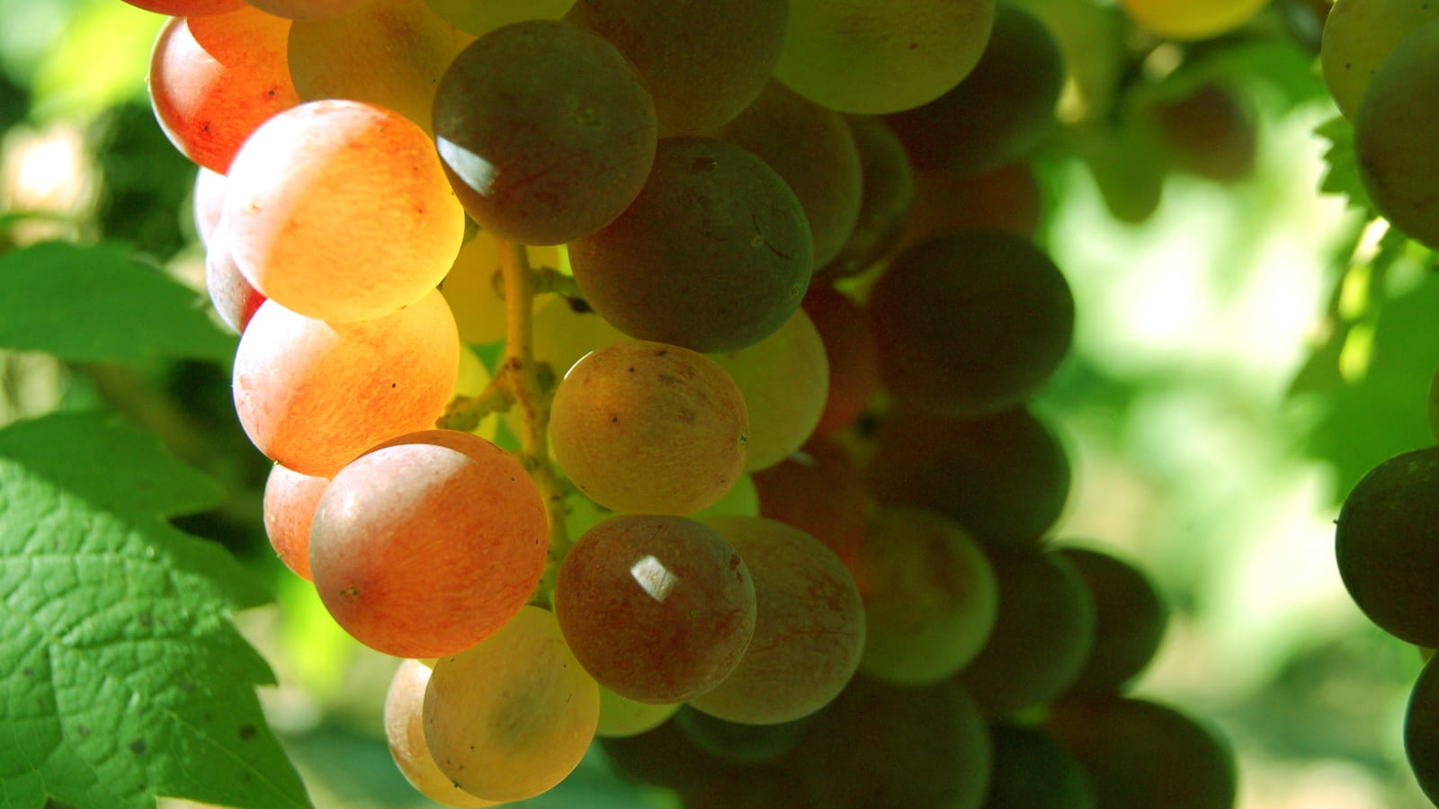 Raisin utilisé pour élaborer le vin de paille