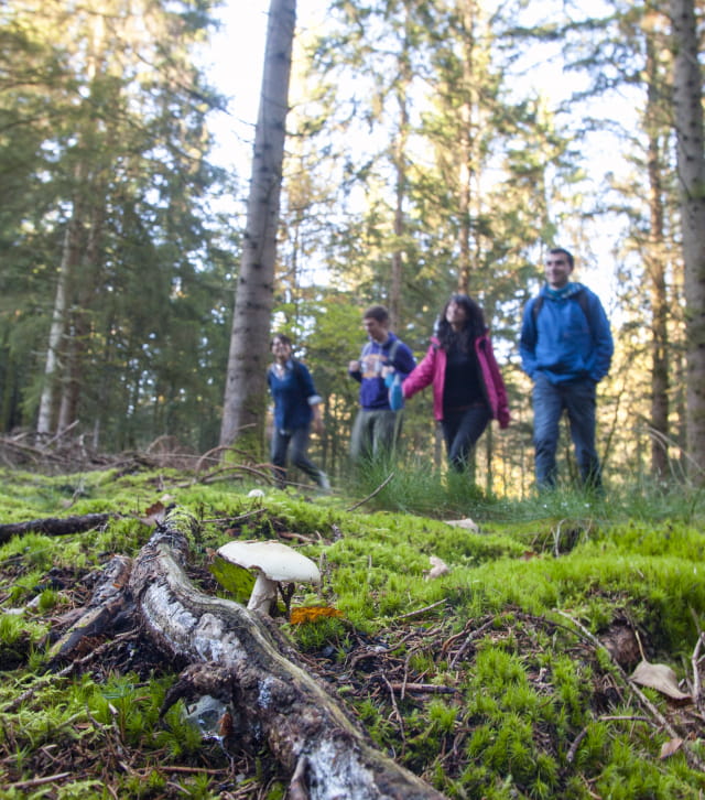 Balade en forêt