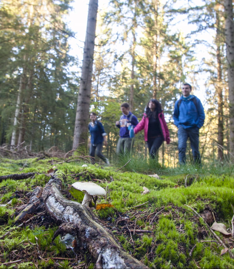 Balade en forêt