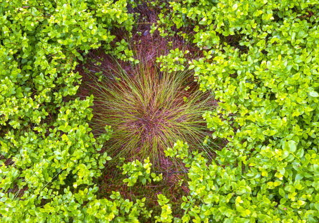 Focus plante, Tourbières de Frasnes
