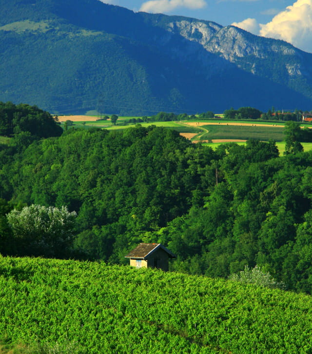 Route des vins du Bugey