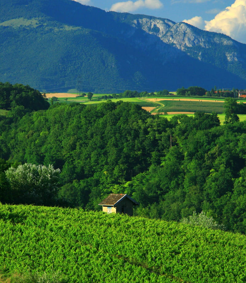 Route des vins du Bugey