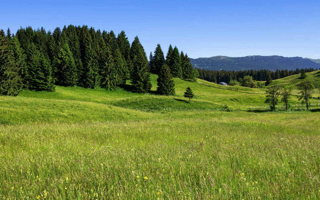 Hautes combes en été