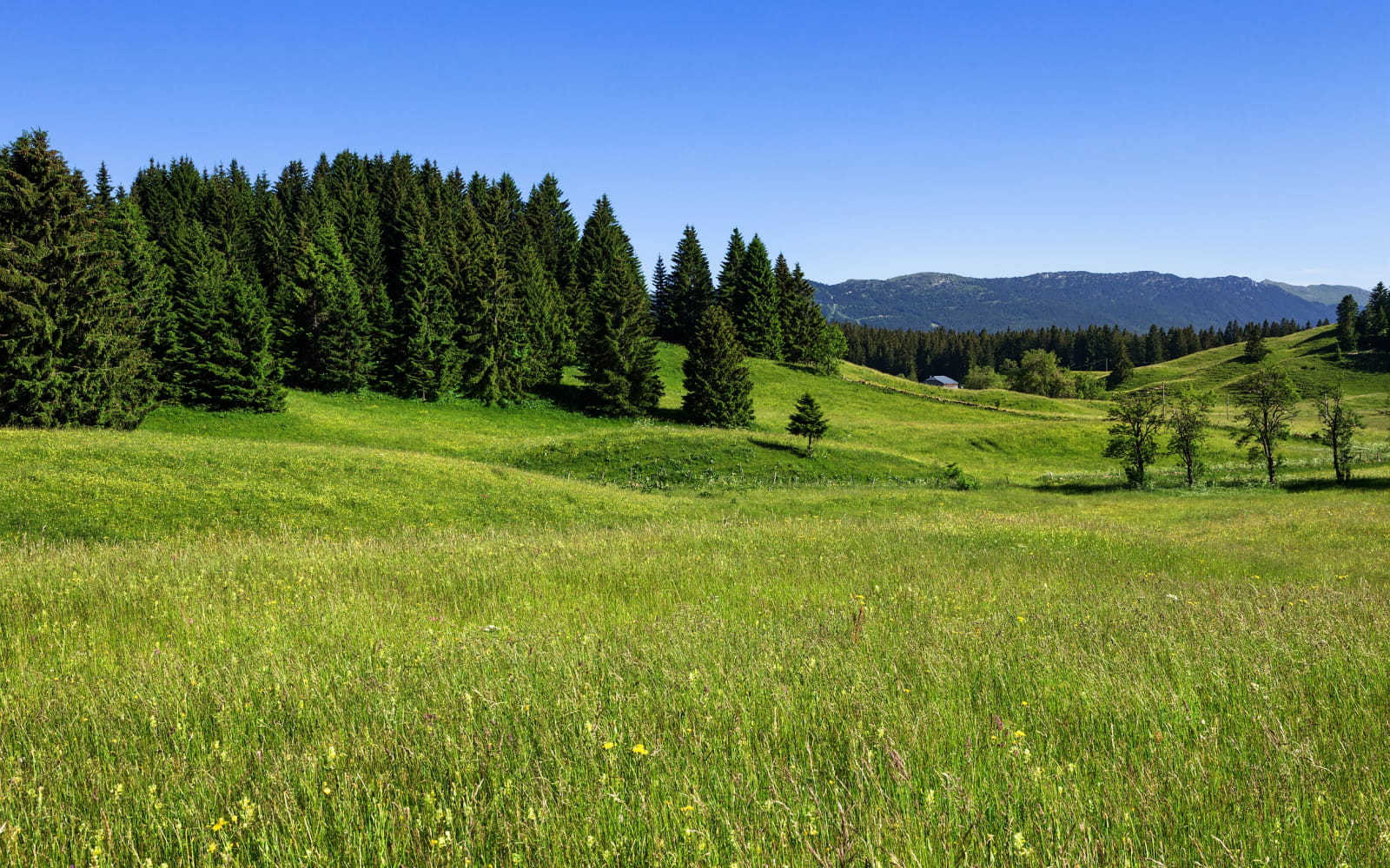 Hautes combes en été