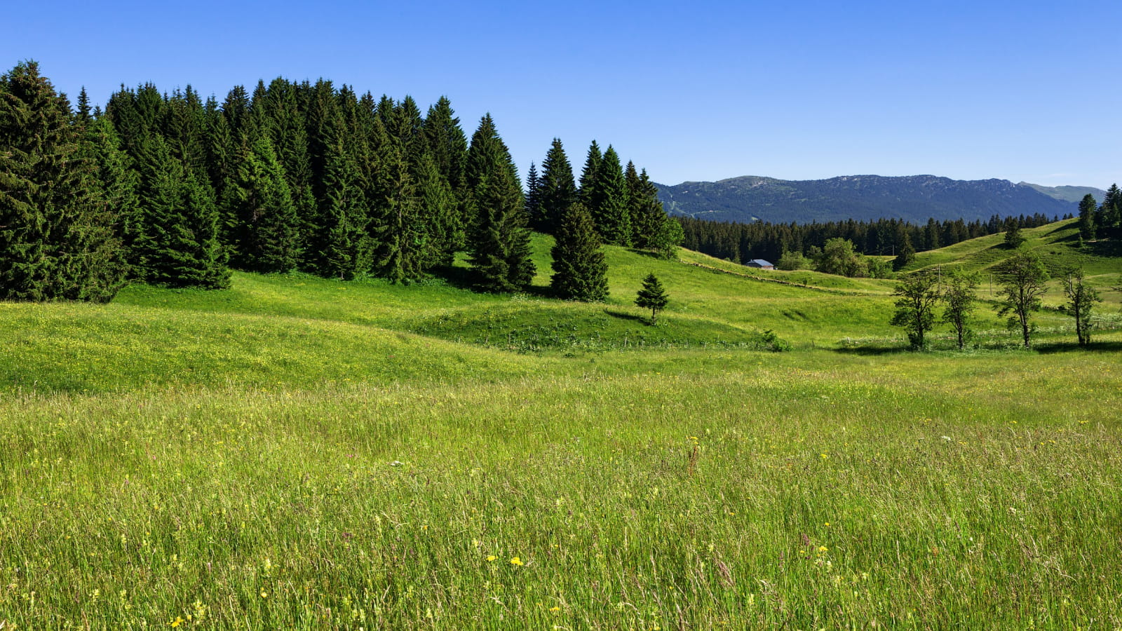 Hautes combes en été