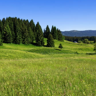 Hautes combes en été