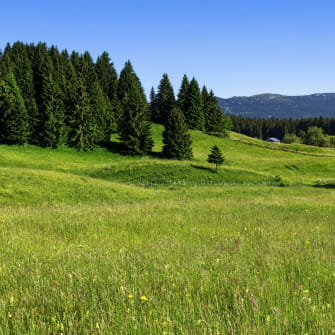 Hautes combes en été