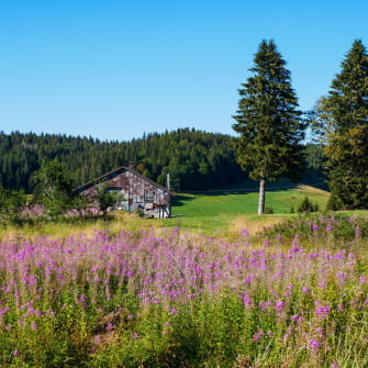 Les Hautes combes