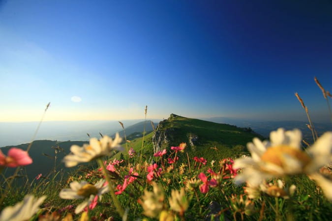Fleurs de printemps sur le Grand Colombier