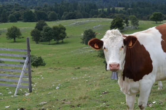Vache montbéliarde dans le secteur du Mont d 'Or