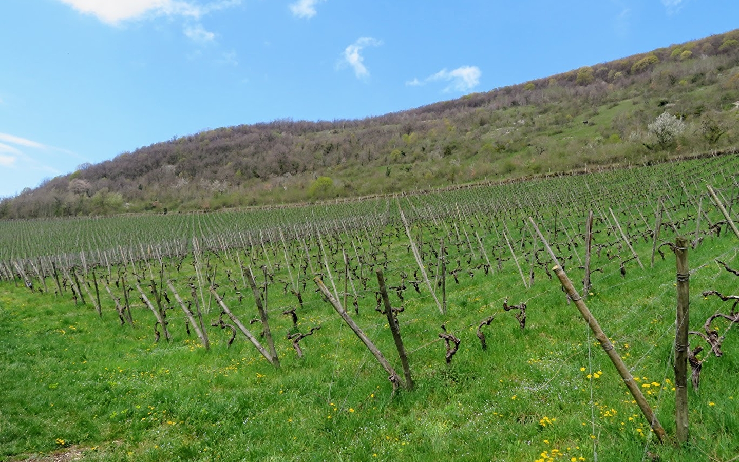 Vignes de Croux