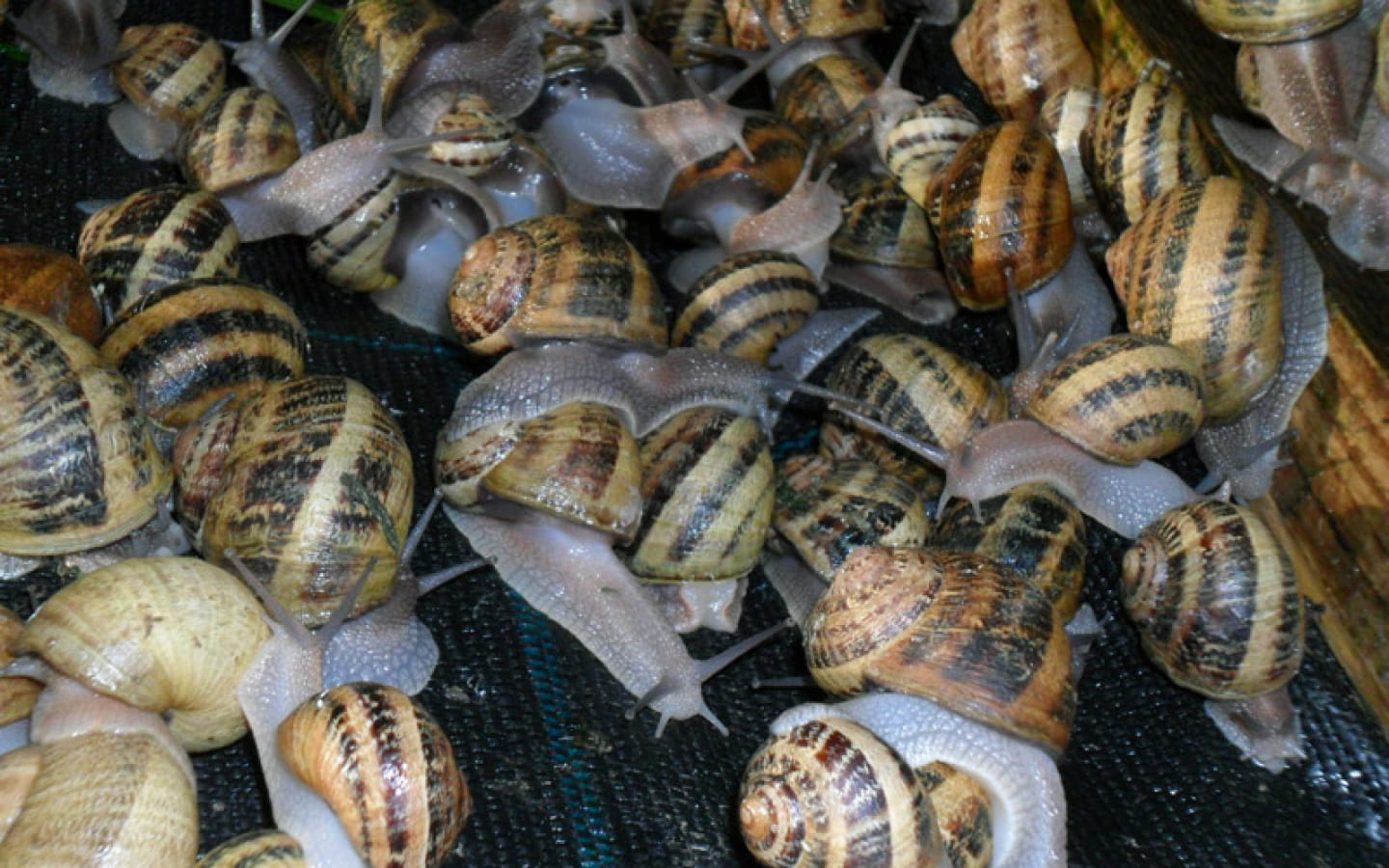 L'Escargot de la Ferme du Lomont