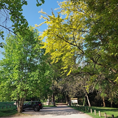 La forêt de Rothonne