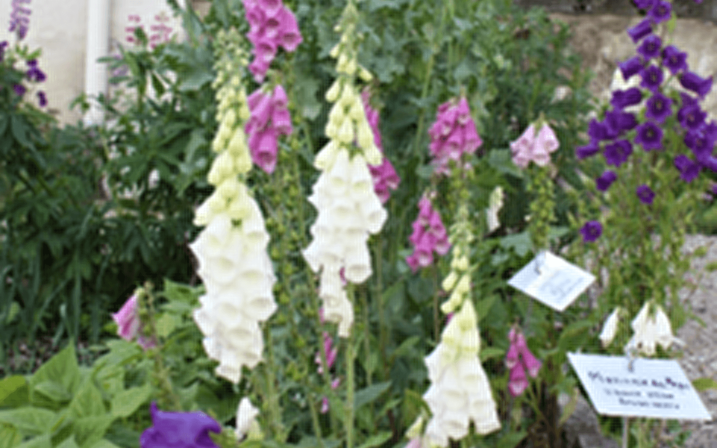 Exposition Plantes médicinales