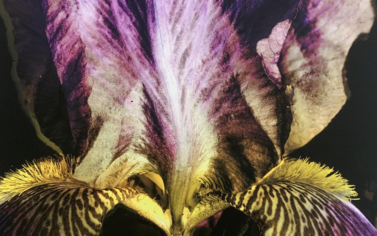 FLEUR une exposition de Yuliia Kryvytska et Peter Woodburn