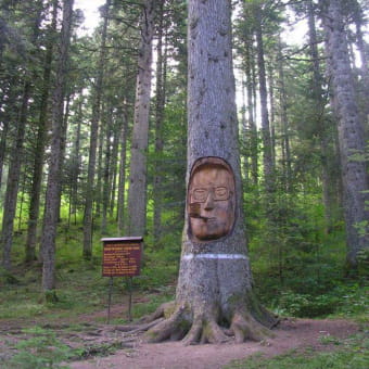 Sapin Président - LES FOURGS