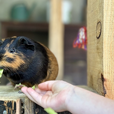 Lama Loisir Mamirolle