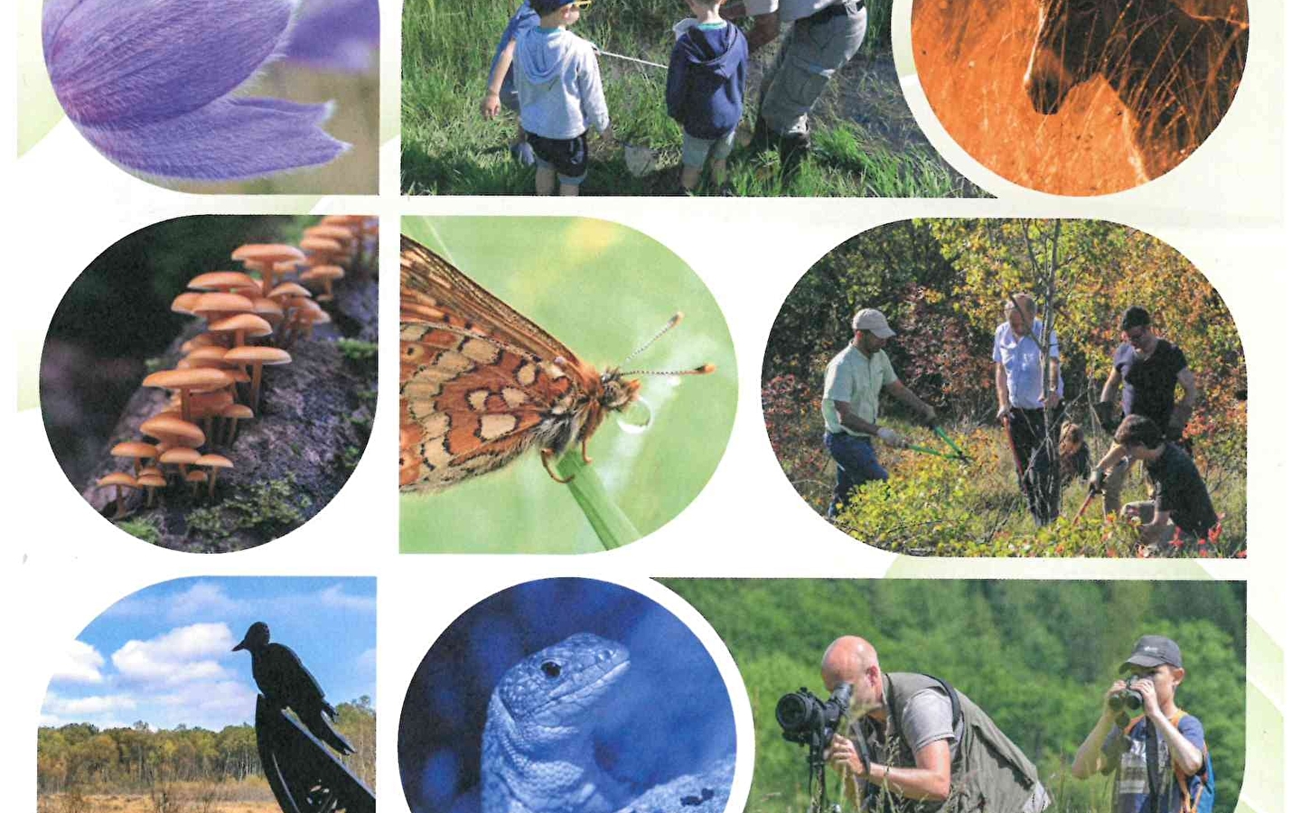 Sortie nature et atelier 'Dessine-moi un herbier !'