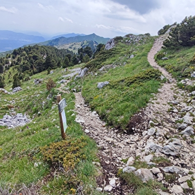 Randonnée pédestre : de Crozet au Crêt de la Neige, en haut des cimes du Jura